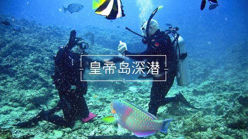 可爱小猫向上跳